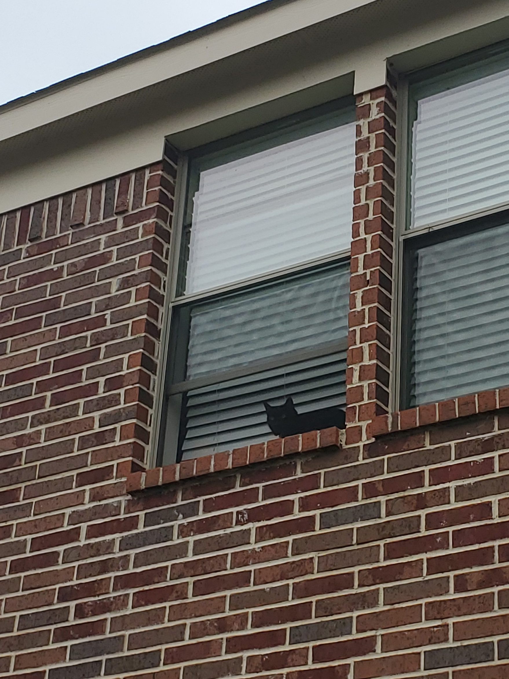 Black cat sits in window.  